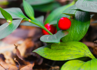 Beautiful evergreen bush with small red fruit on it close up view