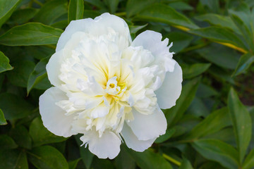 White peony among green leaves. Summer flowers_