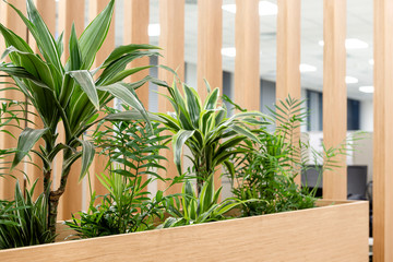Office space interior with green plant corner for relaxing/ Greens in workspaces/ Winter garden in room/ Healthy lifestyle concept