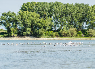 A flock of birds on the Danube River in Novi Sad