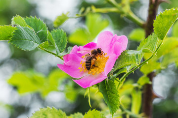 Bee on pink flowers rose hips. Rose hips_