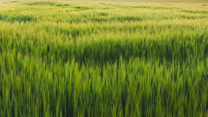 Green ears in the field. Texture of grass_