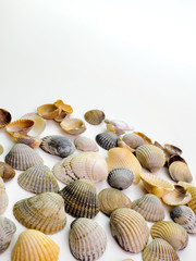 still life of small shells on a white background. Sea shells.