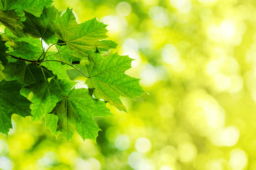 Fototapeta na wymiar Green maple leaves on blurred background in sunny weather. Copy space_