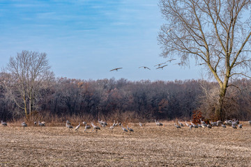 A flock of Sandhill Cranes, Antigone canadensis, landing to join other Cranes in a harvest corn field.