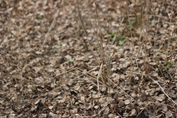  fallen leaves in winter 