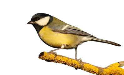 Naklejka premium Great tit on branch isolated on white background, Parus major