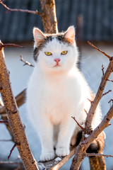 A white cat sits on a tree in sunny weather_