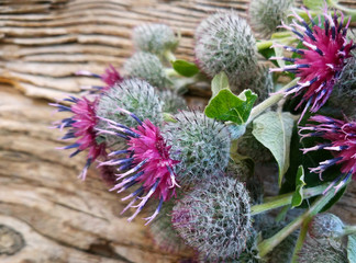 Burdock thorny purple flower, green buds and leaves in herbal garden. Blooming medicinal plant...
