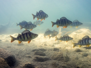Group of big European perch swimming near lake bottom - obrazy, fototapety, plakaty