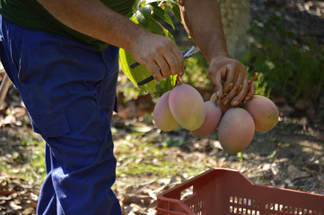Agricultural worker with mango fruit just harvested in the harvest of mango