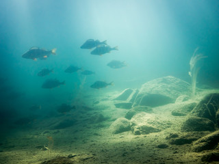 Underwater view of school of big perch in sunlight