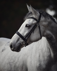 portrait of beautiful grey hanoverian mare horse in bridle in forest