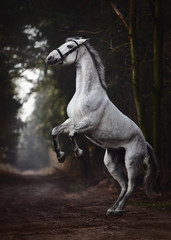 Plakat portrait of grey hanoverian mare horse rearing up on road in forest