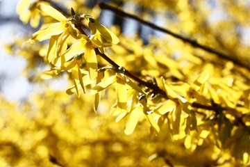 The continuous carpet not of large yellow flowers of a forsythia does this bush in the spring...
