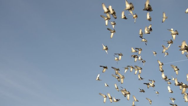 A large flock of pigeons flutters flying in the blue sky. A flock of wild, urban birds circling above the ground