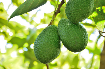 Avocados Hass in Tree