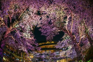 東京ミッドタウン・檜町公園の夜桜