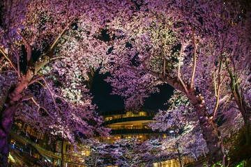 Foto auf Acrylglas 東京ミッドタウン・檜町公園の夜桜 © kanzilyou