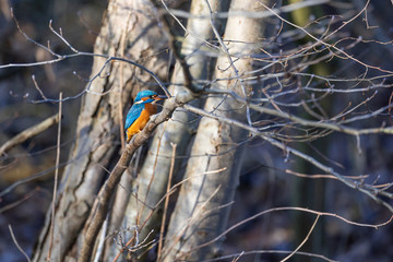 Eisvogel