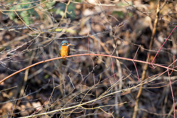 Eisvogel