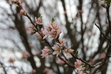 Beautiful cherry blossoms blossomed on a thin branch