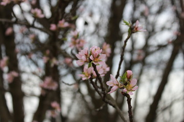 Beautiful flowers blossomed on a thin branch
