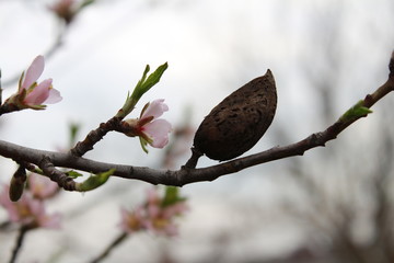 Beautiful cherry blossom blossomed on a tree, near a dry leaf