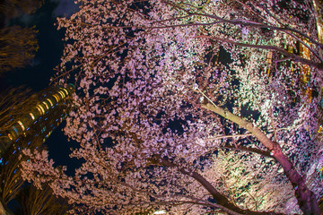 東京ミッドタウン・檜町公園の夜桜