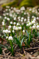 Märzenbecher Leucojum vernum Frühlings-Knotenblume Frühlingsbote giftig Wald Naturschutz Frühblüher Winter Frost Schnee erster Glockenblume Zwiebel Ostern Sonnenlicht Lichtung Wald Boden Sauerland