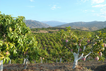 Plantation of mango trees with mango fruit in the branches