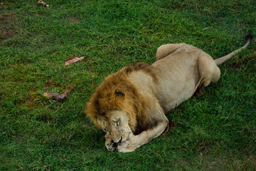 Wild hungry lion is eating meat. An animal on the green grass.