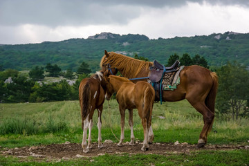 Beautiful brown harnessed horse and couple of foals. Cloudy sky. Mountainous area.