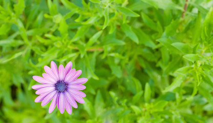 Obraz premium Fantastic purple daisy with green background