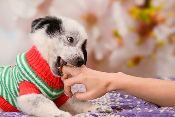 Naughty cute puppy bites the mistress of the hand