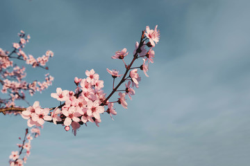 Beautiful branch with pink cherry blossoms, close up.