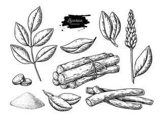 Licorice vector drawing. Bunch of roots, plants, branch with flower and leaves. Pile of ground powder. - 315949220