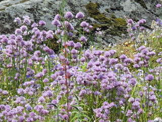 Obraz premium field of purple flowers