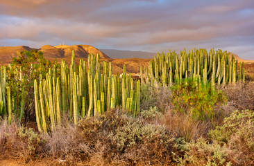 Desert area with plants in the south of Tenerife at sunset