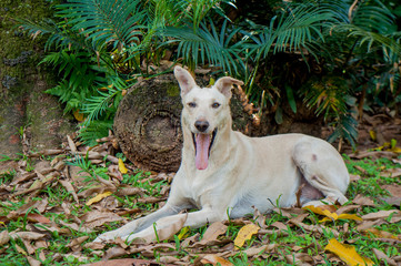 Obraz premium Breed dog set yawning outdoors