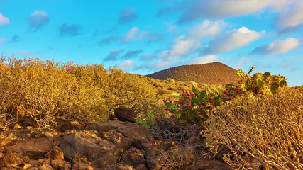 Desert with plants in Tenerife