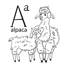 Alpaca, english alphabet, coloring outline. Set of cards, illustration and text