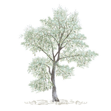 Olive, maslin (Olea europaea L.), separate tree