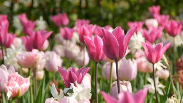 Field of pink and white tulips in spring