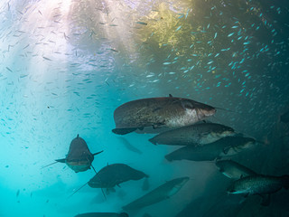 Catfish in lake Bled