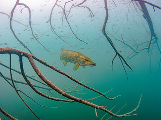Pike fish in lake Bled