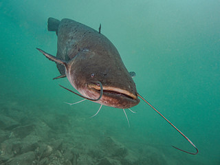 Catfish in lake Bled