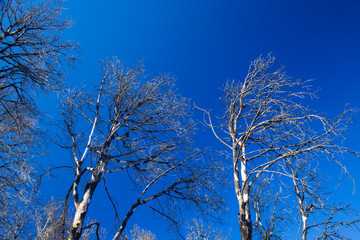 Burnt trees against blue sky