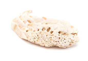 fossil shell isolated