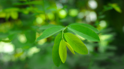 Fototapeta na wymiar Fresh Green Moringa leaves on the Garden